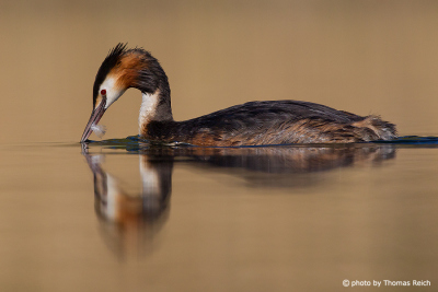 Adult Great Crested Grebe eating feather