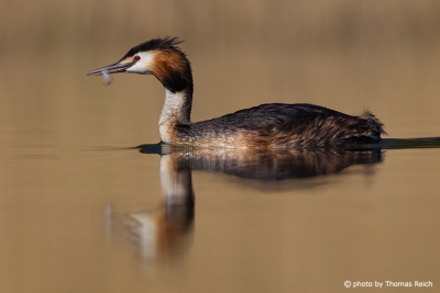 Great Crested Grebe with feathers in bill