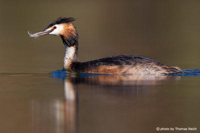Great Crested Grebe eats feather