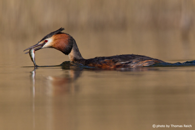 Great Crested Grebe with fish in beak