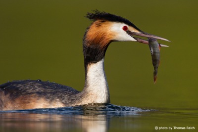 Great Crested Grebe with fish prey