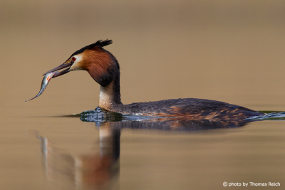Great crested grebe feeding on fish