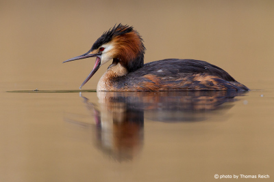 Great Crested Grebe noise