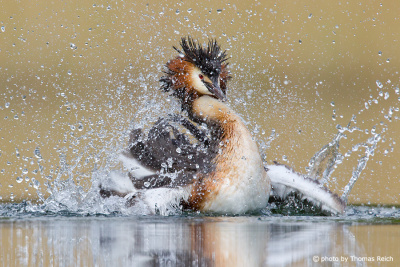 Great Crested Grebe Plumage care
