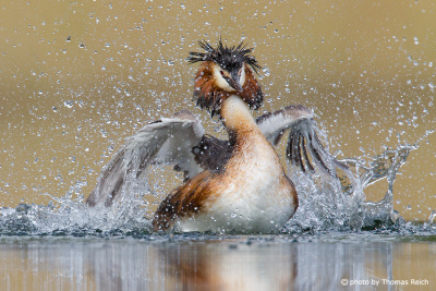 Great Crested Grebe flapping wings