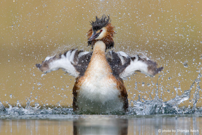 Great Crested Grebe bathes