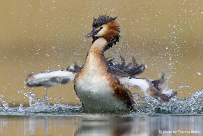 Great Crested Grebe preening feathers