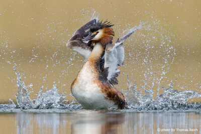 Great Crested Grebe flaps its wings