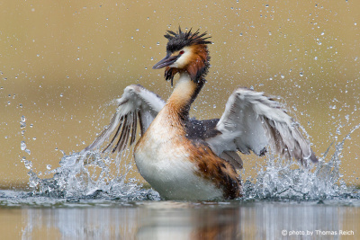 Great Crested Grebe flapping wings in water