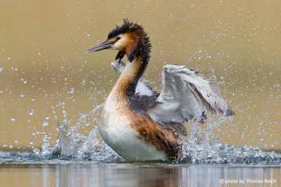 Great Crested Grebe preening feathers after diving