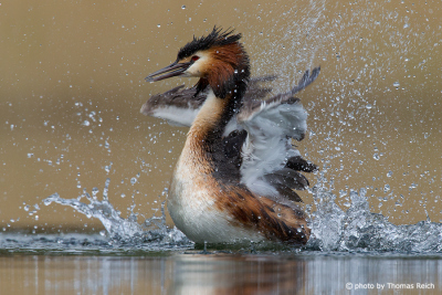 Great Crested Grebe cleans
