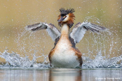 Great Crested Grebe preening and flapping