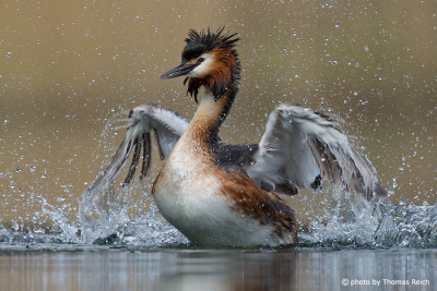 Great Crested Grebe grooming to shake water from feathers