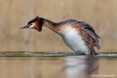 Great Crested Grebe diving waterbird