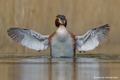 Great Crested Grebe with outstretched wings