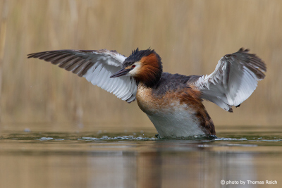 Great Crested Grebe wingspan