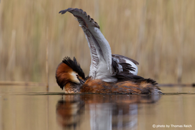 Great Crested Grebe cleaning wings