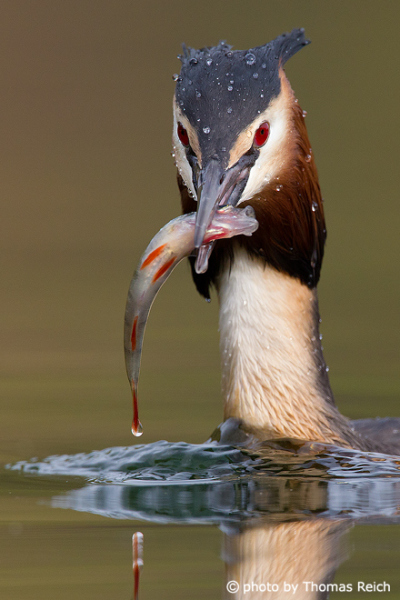 Great Crested Grebe catches fish