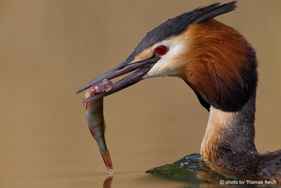 Close up Great Crested Grebe with fish