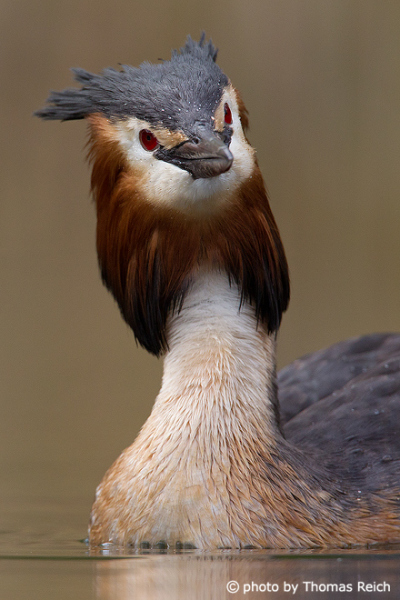 Great Crested Grebe close up
