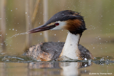 Great Crested Grebe preening its feathers