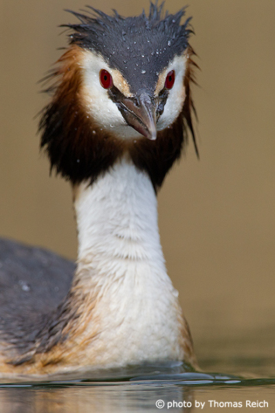 Head of Great Crested Grebe