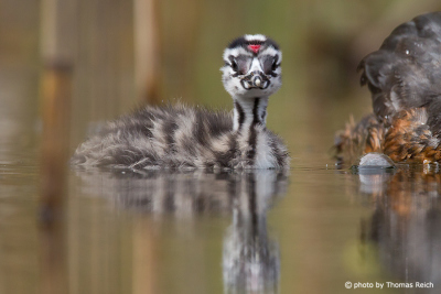 Great Crested Grebe chick from the front