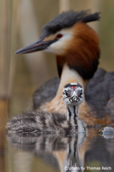 Great Crested Grebe adult and chick