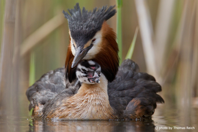 Great Crested Grebe protects chick