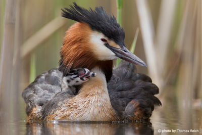 Great Crested Grebe Baby with mother