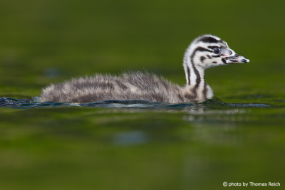 Great Crested Grebe fledgling - small zebra on the lake