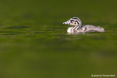 Great Crested Grebe float on the surface