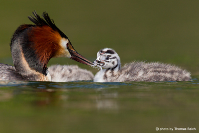 Great Crested Grebe feeds on feathers