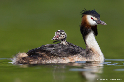 Great Crested Grebe swimming with baby