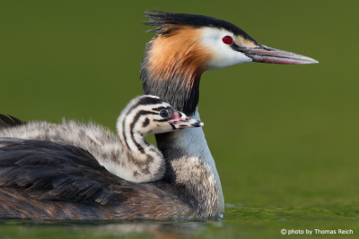 Great Crested Grebe Fledgling explores lake on back