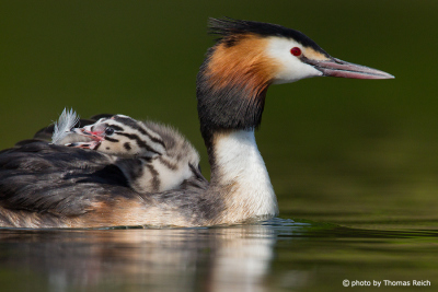 Great Crested Grebe chick eat feather