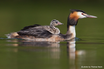 Great Crested Grebe with young grebe on its back