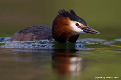 Great Crested Grebe threat