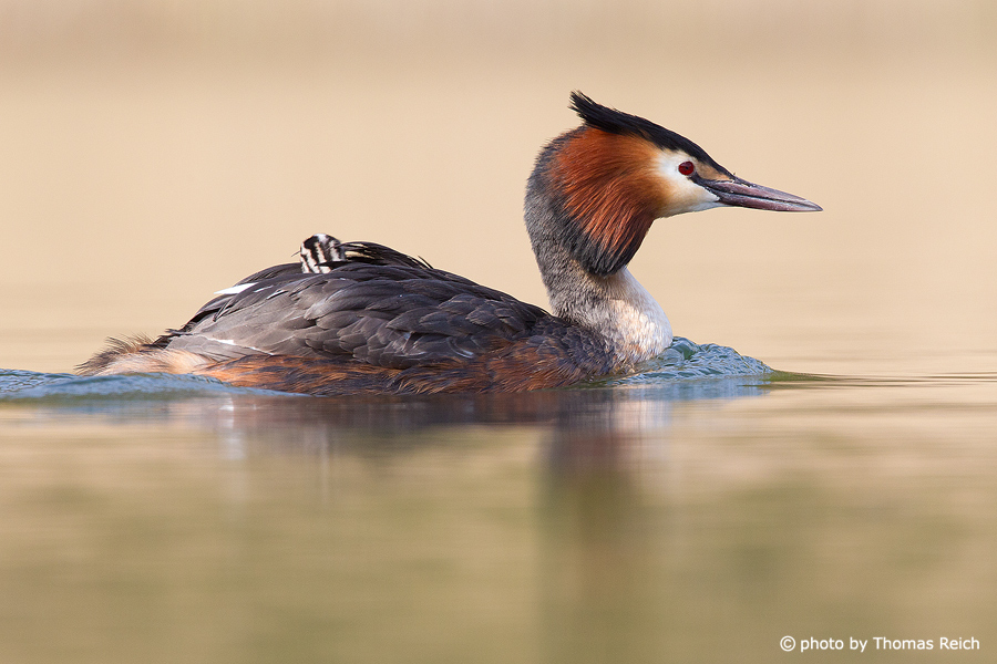 Great Crested Grebe with chick on the back