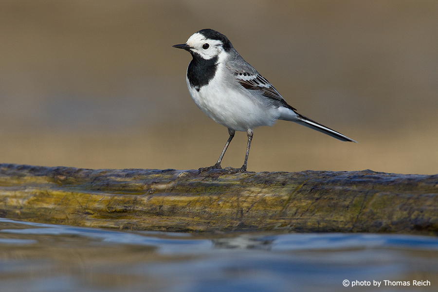 White Wagtail at the river