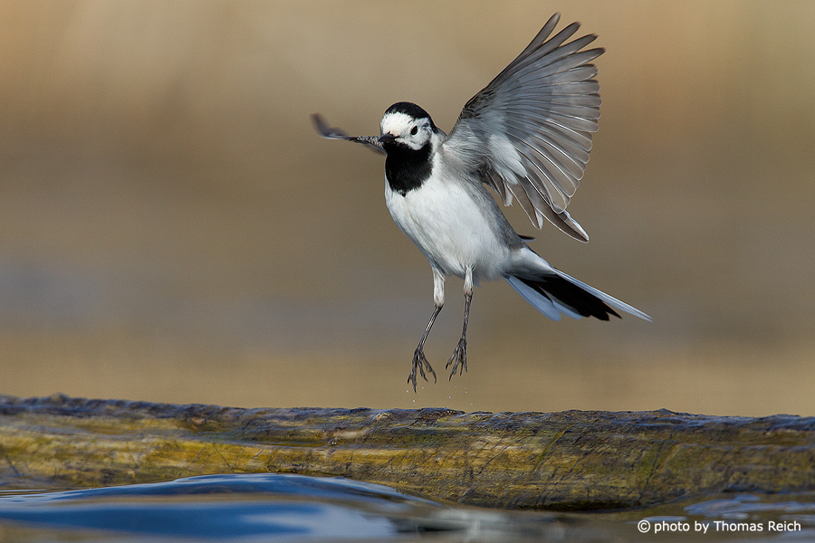 White Wagtail in flight