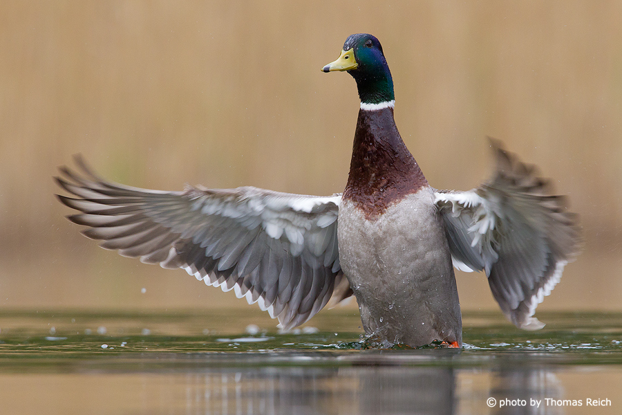 Mallard duck shaking wings