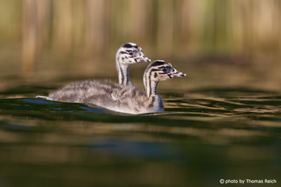 Two young Great Crested Grebes swimming