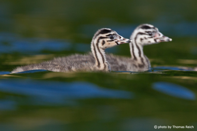 Great Crested Grebe juveniles with characteristic stripes