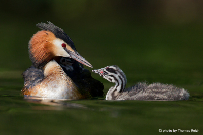 Great Crested Grebe and Fledgling