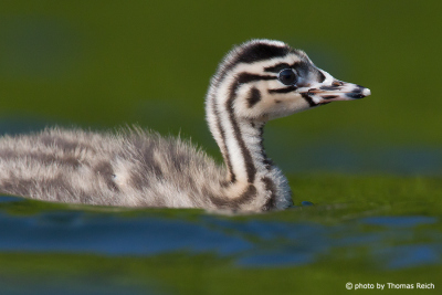 Head of juvenile Great Crested Grebe