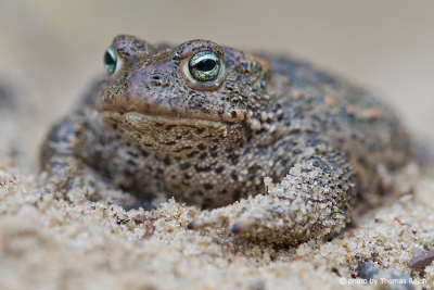 Natterjack Toad in sandy area