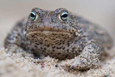 Natterjack Toad habitat
