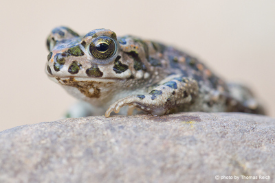 European green toad in Germany