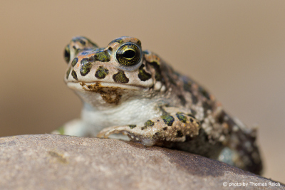 European green toad appearance